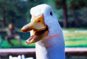Image result for aflac
