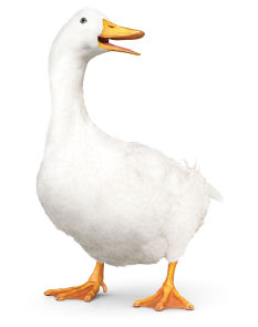 The Aflac duck